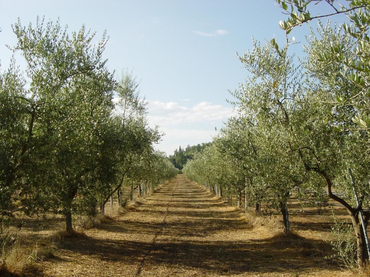 Agriturismo Il Selvino Terricciola Dış mekan fotoğraf